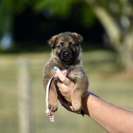 Light Pink - Sable female German Shepherd puppy in Cherryville, North Carolina from Masky Kennel