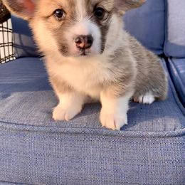Pembroke Welsh Corgi Puppies from A&A’s Adorable Corgis