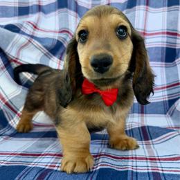 Boggle - Red male Dachshund puppy in Michigan from Hidden Haven Dachshunds
