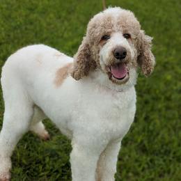 Summer - Poodle