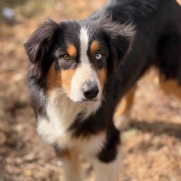 Arizona - Australian Shepherd