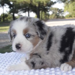 Skittles - Blue merle Miniature Australian Shepherd puppy in Paris, Texas from Kuttin’ Up Mini Aussies