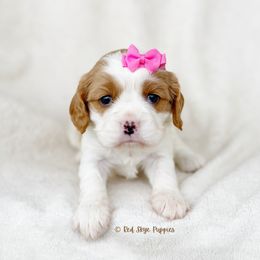 Cavalier King Charles Spaniel and Poodle Puppies from Red Skye Cavaliers