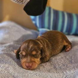 Chocolate and cream male - Chocolate and cream male Dachshund puppy in Trade, Tennessee from TN Miniature Dachshunds & Basset Hounds