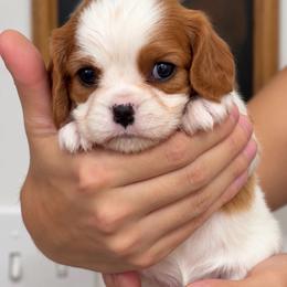 Rosie - Blenheim female Cavalier King Charles Spaniel puppy in Greensboro, North Carolina from Hyde Park Cavaliers