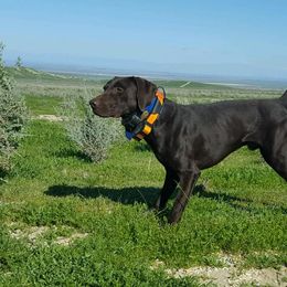 German Shorthaired Pointers from MDKShorthairs