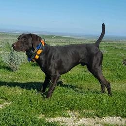 German Shorthaired Pointers from MDKShorthairs