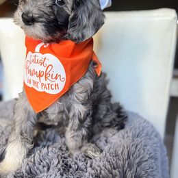 Wash - Merle female Goldendoodle puppy in Pine Grove, California from Lundee Doodles