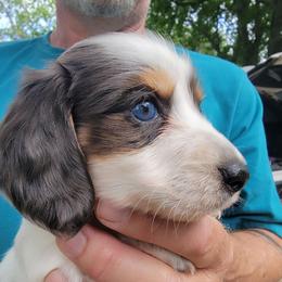 CHARLIE - Piebald male Dachshund puppy in Paradise, Texas from C and J Minis