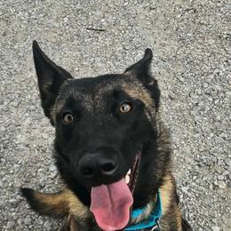 Freya - Fawn sable female Belgian Malinois puppy in Hardinsburg, Indiana from S & S Kennel