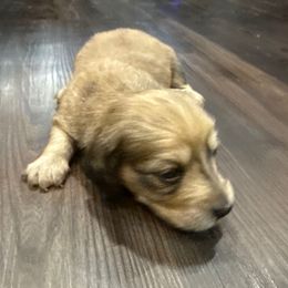 Light blue ribbon - Red male Dachshund puppy in Superior, Montana from Never Land Dachshunds of Montana
