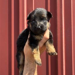 Rebel (pink collar) - Black and red female German Shepherd puppy in Union City, Ohio from God’s Gifts German Shepherds