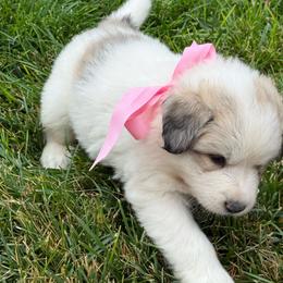 Miss Pink - White and badger female Great Pyrenees puppy in Idaho from Portneuf Range Pyrenees