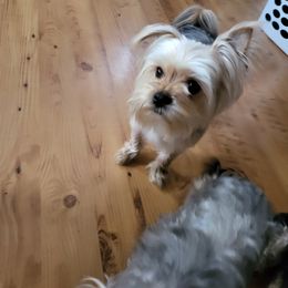 Milo - Morkie