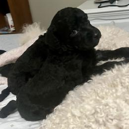Orange Boy - Silver male Poodle puppy in East Wenatchee, Washington from Stylish Standards