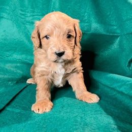 Prancer (Orange) - Cream male Goldendoodle puppy in Peoria,  Az, Arizona from Not Just "Golden" Doodles