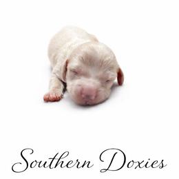 Beau - Cream male Dachshund puppy in Biloxi, Mississippi from Southern Doxies Ms