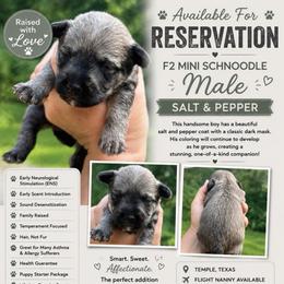 Liberty Salt Pepper - Sable male Schnoodle puppy in Temple, Texas from Schnauzers Of Taylor