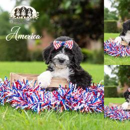 America - Black and white female Bernedoodle puppy in Spartanburg, South Carolina from Southern Magnolia Bernedoodles