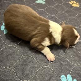 RMM - Red tri-color male Australian Shepherd puppy in Washington, Indiana from Bombshell Australian Shepherds