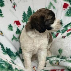 SHILOH - Brown and white male Saint Berdoodle puppy in San Antonio, Texas from Mammoth Doodles