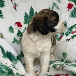 SHILOH - Brown and white male Saint Berdoodle puppy in San Antonio, Texas from Mammoth Doodles