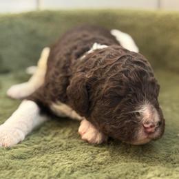 Simon - Light Blue Collar - Parti male Poodle puppy in Monroe, North Carolina from The Klepper Homestead