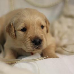Golden Retriever Puppies from UnrivaledGoldens