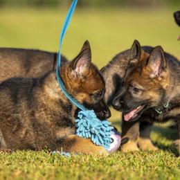 German Shepherd Puppies from Sommerfeld German Shepherds