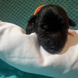 Miniature Schnauzer Puppies from S & S Miniature Schnauzer