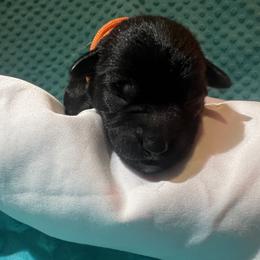 Miniature Schnauzer Puppies from S & S Miniature Schnauzer