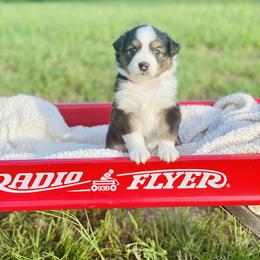 Australian Shepherd Puppies from Aussome Okie Aussies