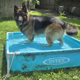 Bear - German Shepherd
