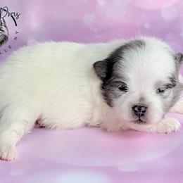 Gemma - Blue merle female Pomeranian puppy in Fultonville, New York from Sandy Aussies & Pomeranians