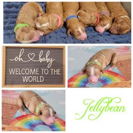 Australian Labradoodle Puppies from Lindsey's Loving Labradoodles