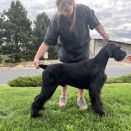 Giant Schnauzer and Poodle All Grown Up from Pawsh K9’s