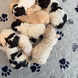 Boy 3 - Orange male Lagotto Romagnolo puppy in Ashland, Ohio from SS Australian Shepherds