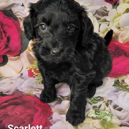 Scarlett - Black female Goldendoodle puppy in Eau Claire, Wisconsin from Fisher River Doodle's