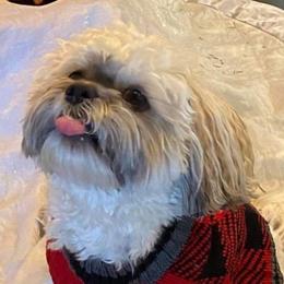 Shih Tzu Puppies from Grandma Ts Precious Puppies