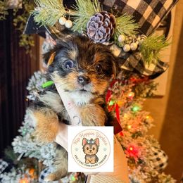 Onyx - Black and tan male Yorkshire Terrier puppy in Strunk, Kentucky from Hip Hoppin Yorkies