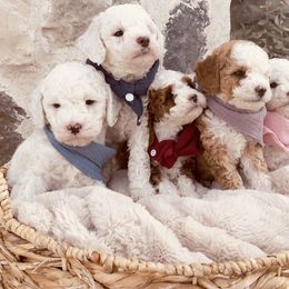 Goldendoodle and Poodle Puppies from Doodle Puppy Parti