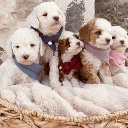 Goldendoodle and Poodle Puppies from Doodle Puppy Parti