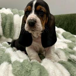 Rotisserie Chicken - Black white and brown male Basset Hound puppy in Logan, Utah from Cache Valley Bassets
