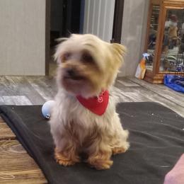 Romeo - Yorkshire Terrier