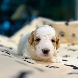 Aragon - Parti male Goldendoodle puppy in Pittsburg, Texas from Grace Springs Goldendoodles