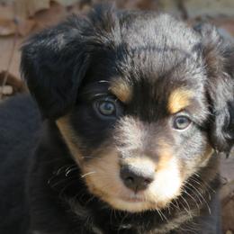 Miniature Australian Shepherd Puppies from Big Coon Little Aussies