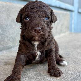 Paprika - Chocolate female Goldendoodle puppy in Brooksville, Florida from Spring Prairie Doodles