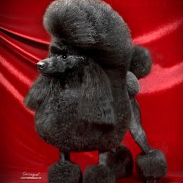 Bindini - Poodle