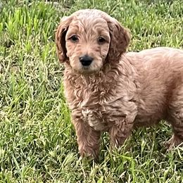 Boy 4 - Apricot Goldendoodle puppy in Anderson, California from Sunshine Country Doodles