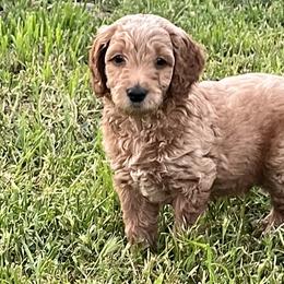 Boy 4 - Apricot Goldendoodle puppy in Anderson, California from Sunshine Country Doodles